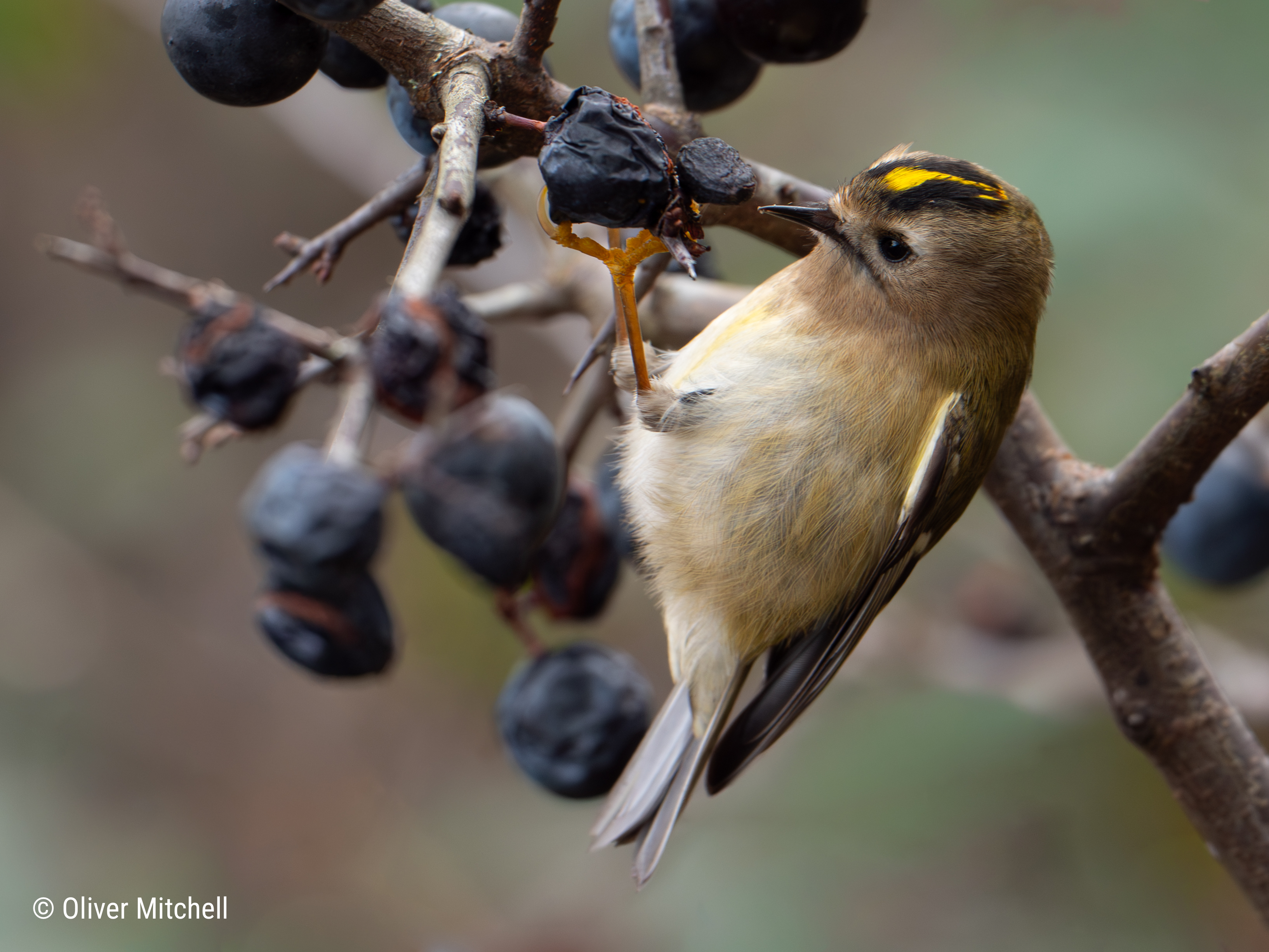 A goldcrest (Regulus regulus) feeding on sloe berries from a blackthorn bush.