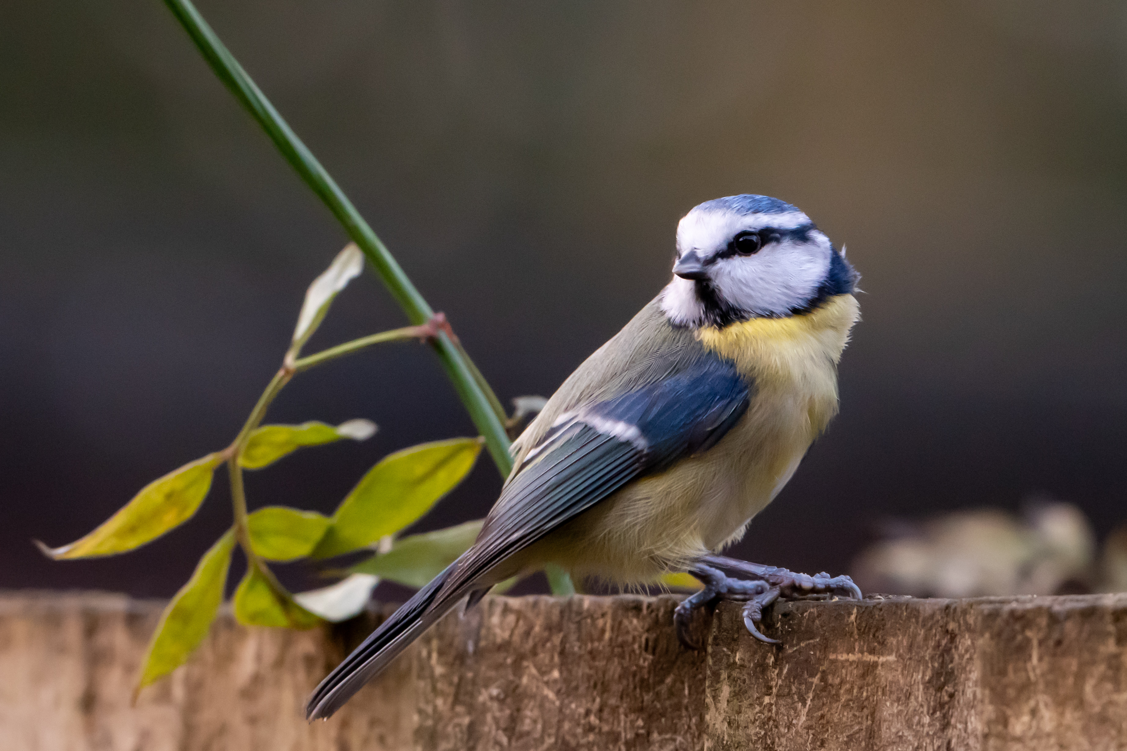 A blue tit (Cyanistes caeruleus) perched on a garden fence