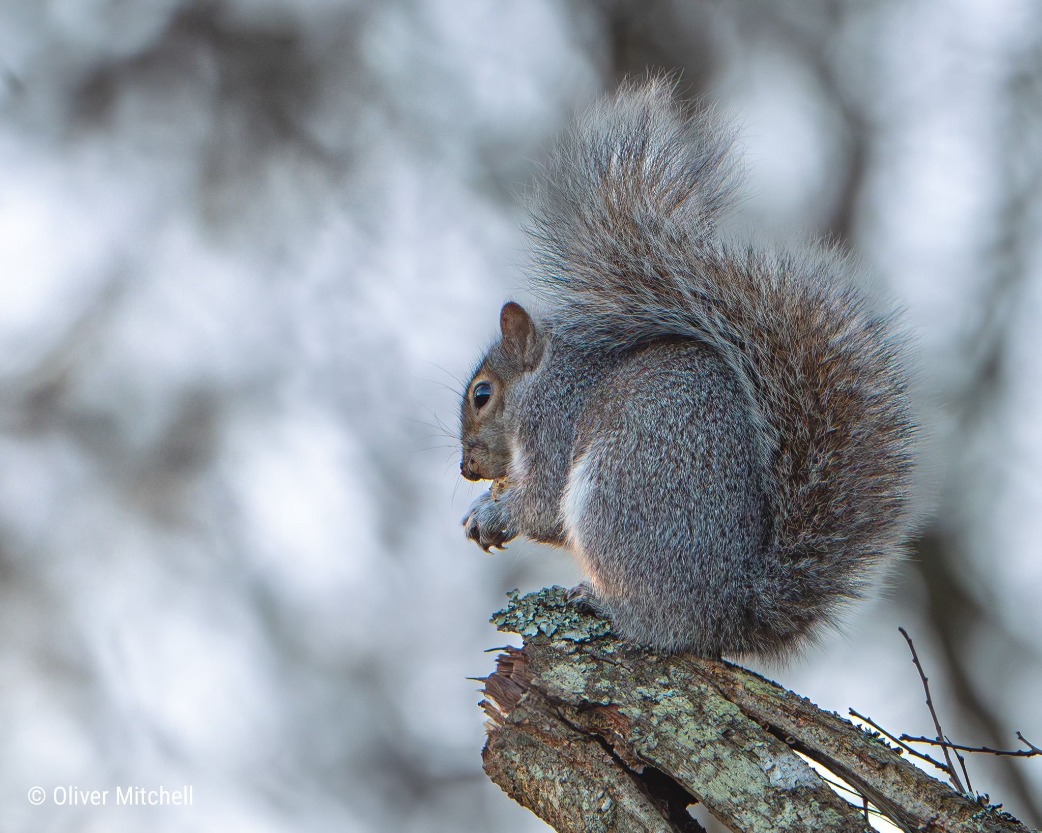 A grey squirrel (Sciurus carolinensis) standing on a lichen covered tree branch, holding a nut.