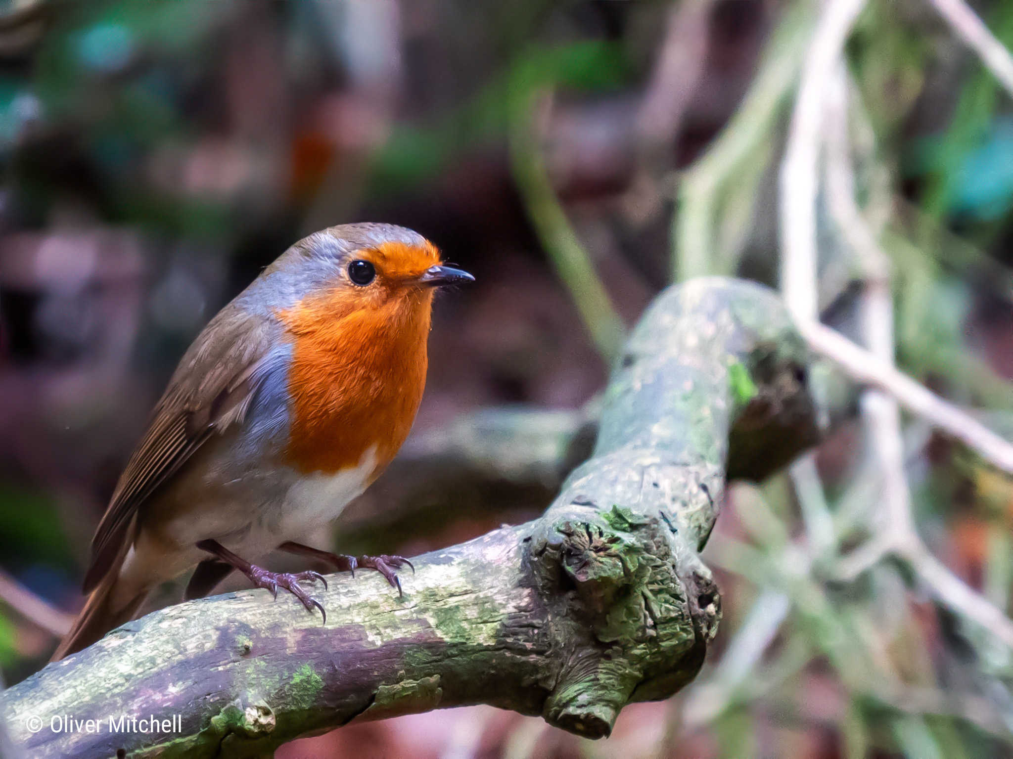 A European robin (Erithacus rubecula) perching on a tree branch.