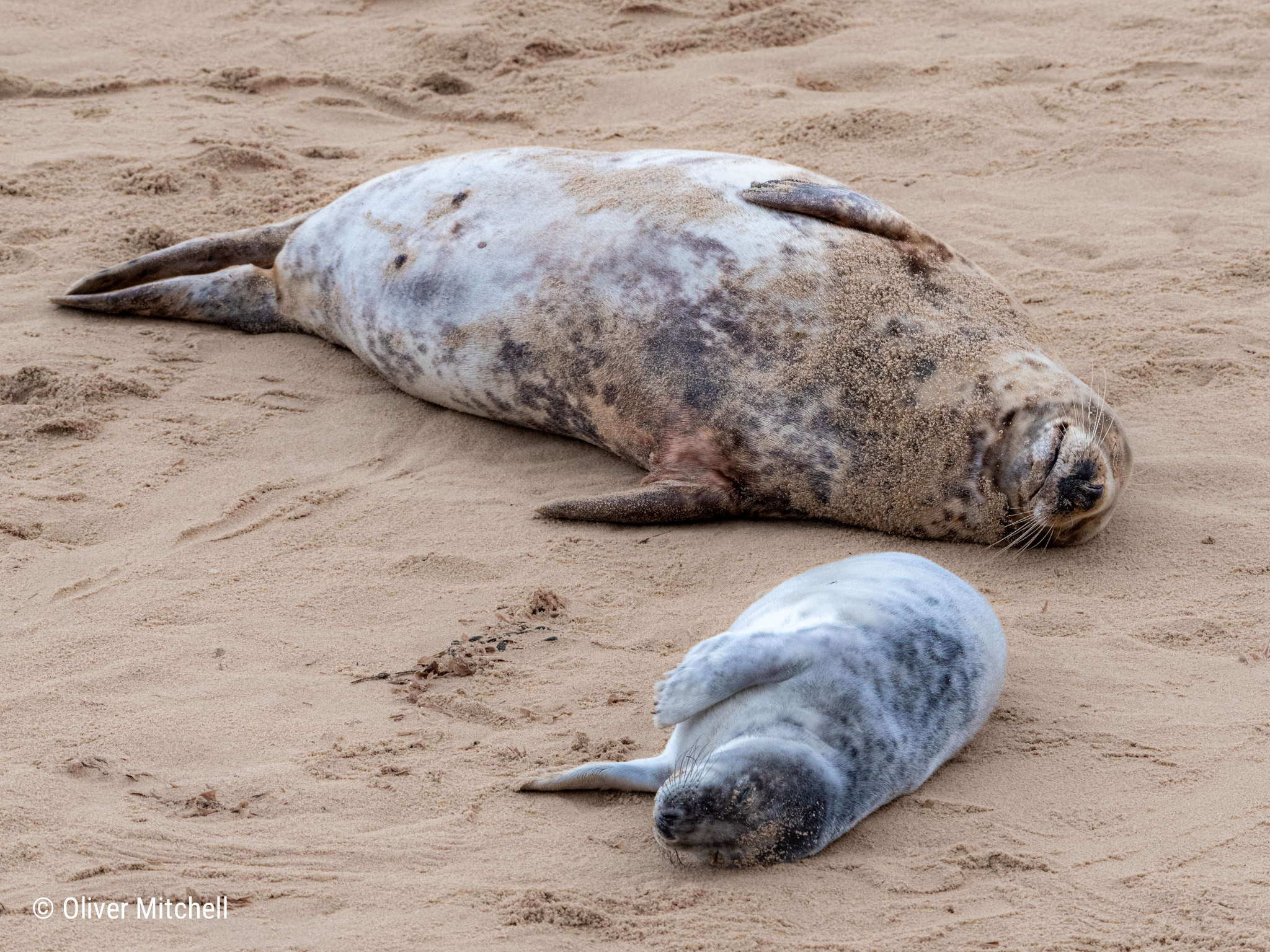 A grey seal (Halichoerus grypus) mother and pup resting on a sandy beach.