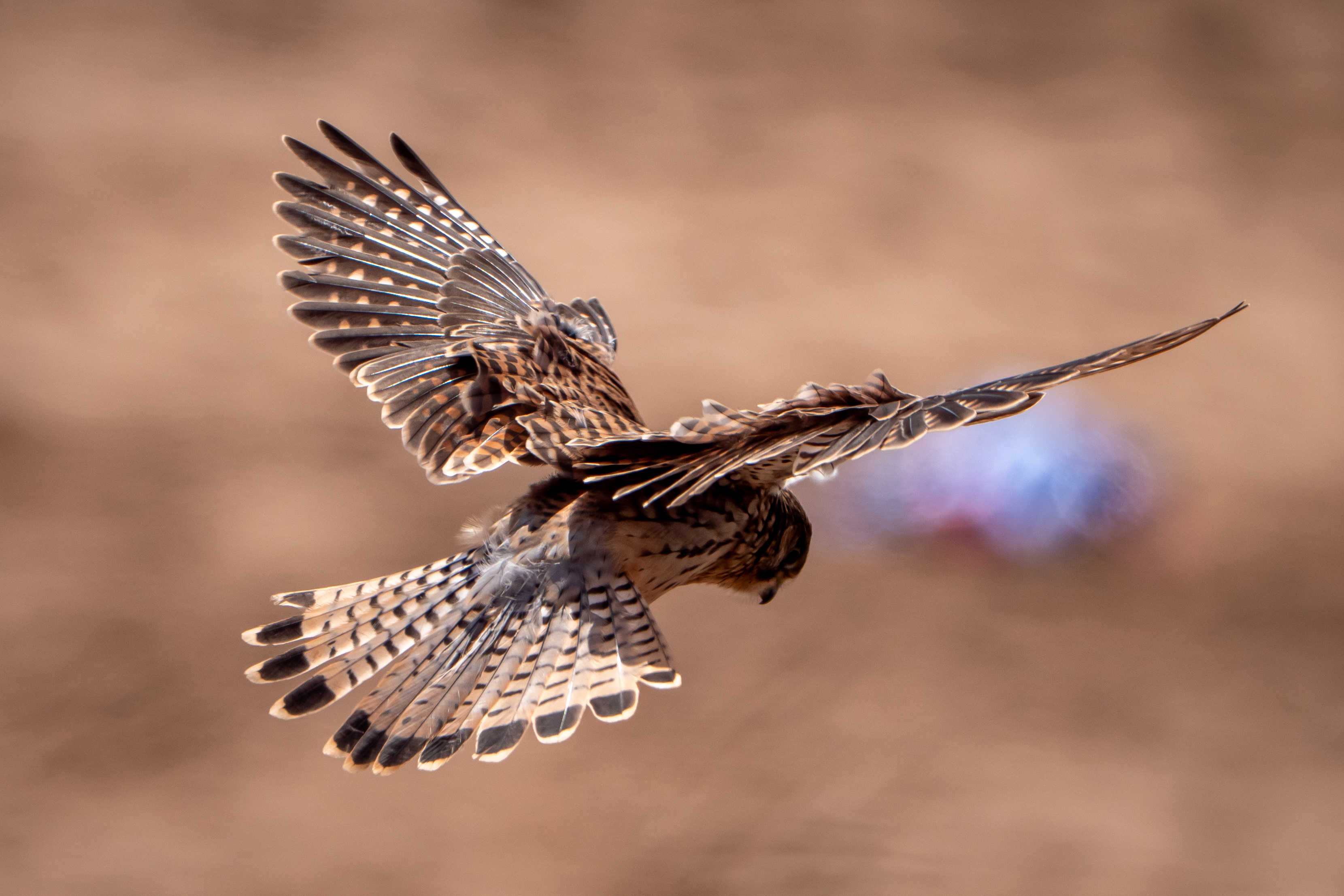 A kestrel (Falco tinnunculus)